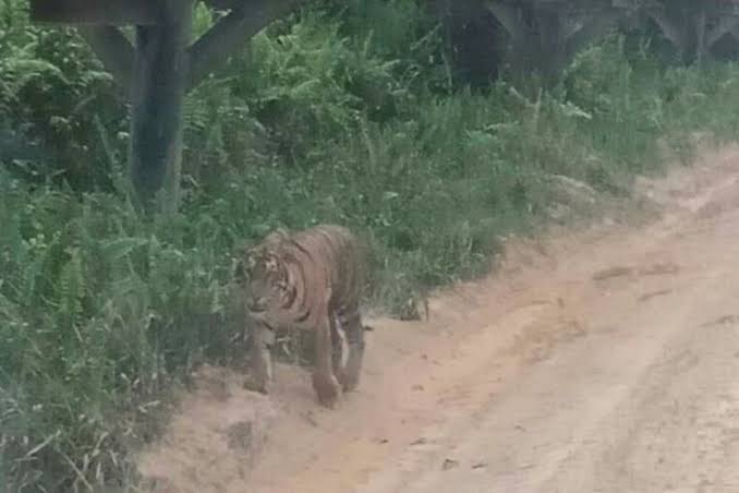 Ilustrasi harimau Sumatra berkeliaran di hutan Siak (foto/int)